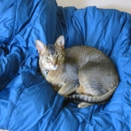 Monchichi on my sleeping bag.