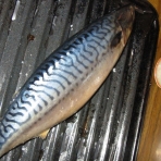 Fatty delicious saba for dinner.