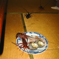 Live lobsters The poor clawless lobsters try to crawl away, flipping their wet tails on the tatami floor.