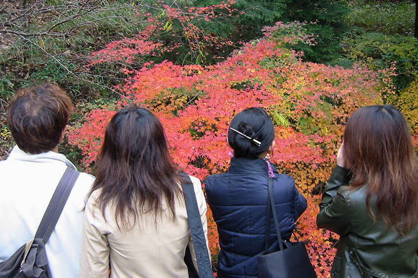takatsuki-kouyou