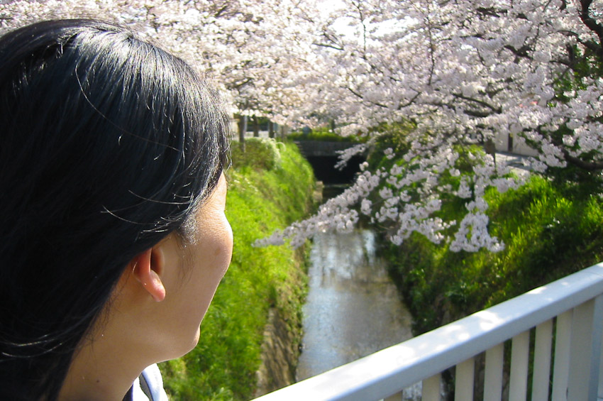 sakura-1-2