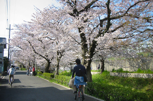sakura-1 sakura-1