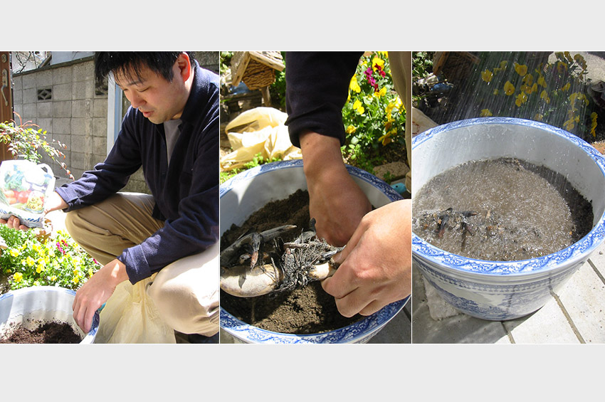 kitaoka-lotus-planting