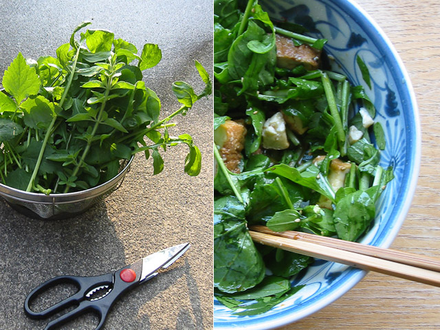 salad salad