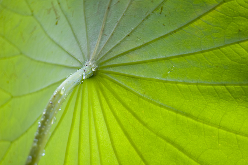 lotus-1