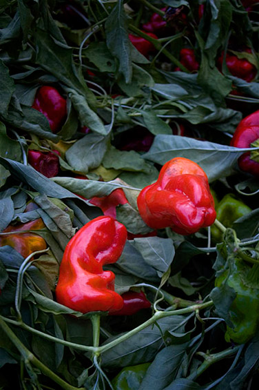 red-peppers