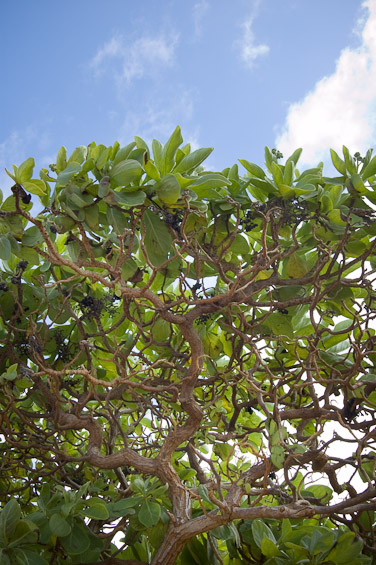 Beach foliage