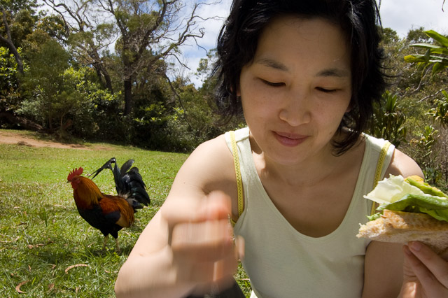 kauai, waimea, mari, rooster Mari picnicking on a sandwich while a rooster prowls nearby.
