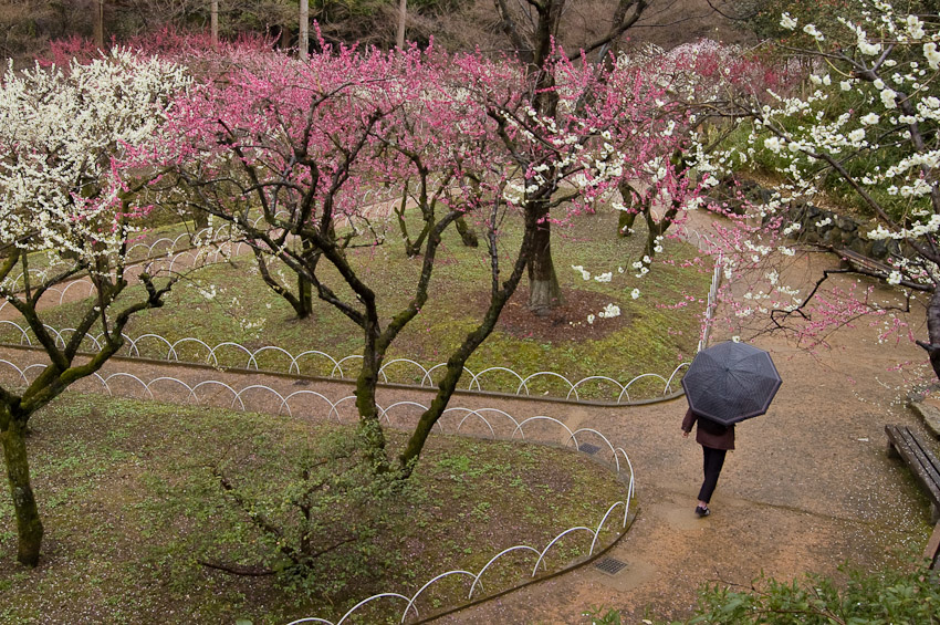 kitano-tenmangu-ume-1-2