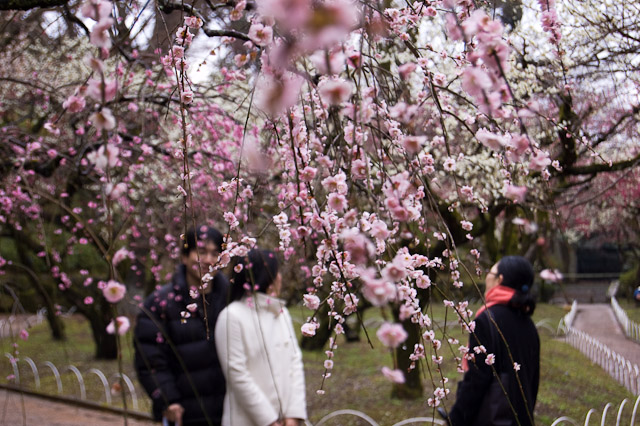 kitano-tenmangu-ume-1