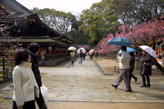 kitano-tenmangu-ume-2