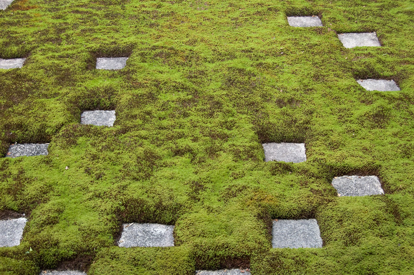 toufukuji-moss-1-2