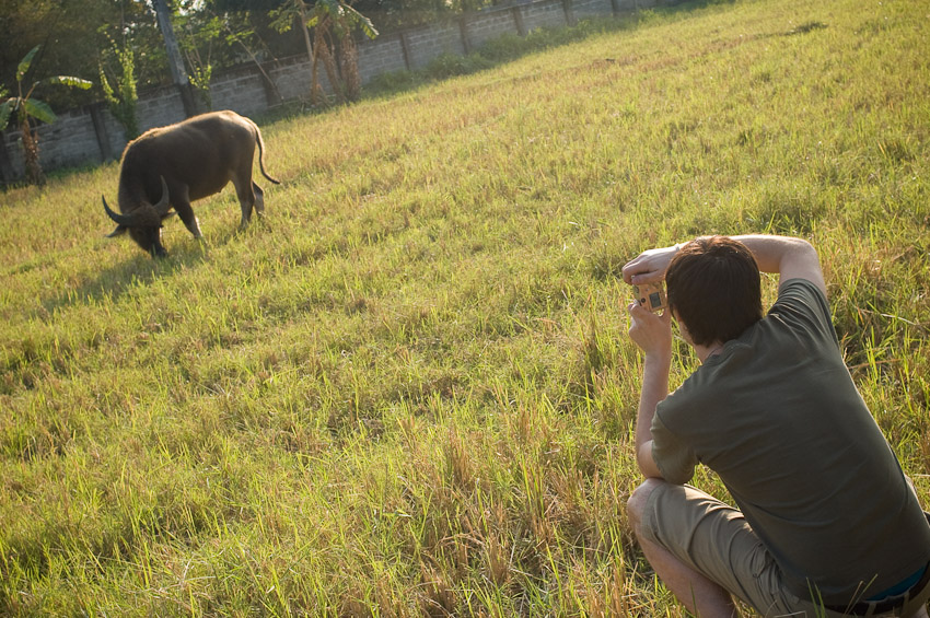 carabao2