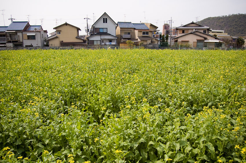 spring2008-1